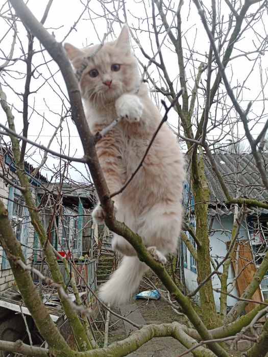 Отдам котят. Котик и кошечка.