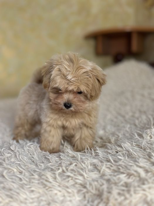 Мальтипу дівчинка ф1 доставка чіп бейбі фейс коротенький носик !