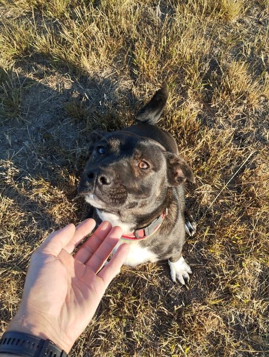 Suczka mieszaniec wysterylizowana