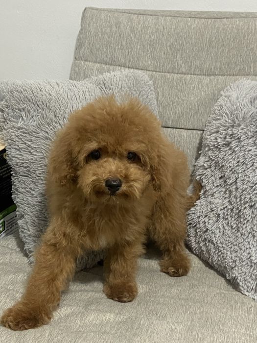 Продаётся щенок той пуделя