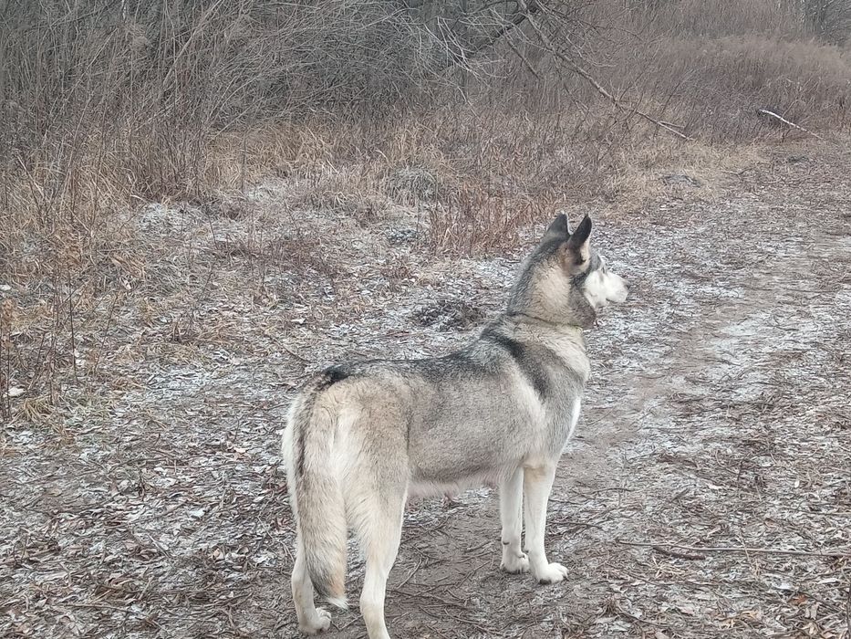 Віддаю собачку,Хаскі 1,5 роки,Звати Аура)