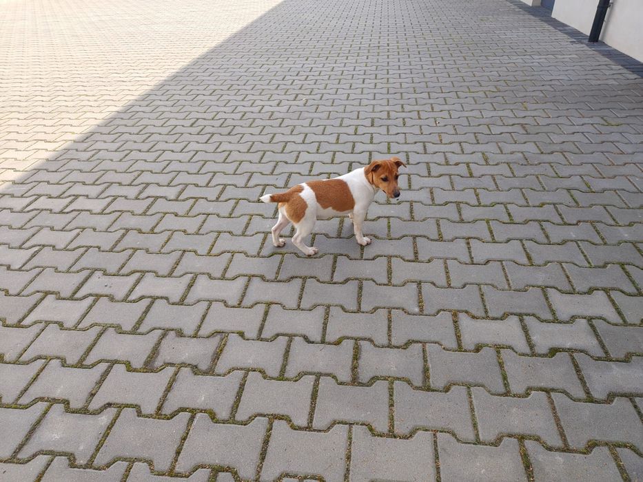 Suczka Jack Russell Terrier