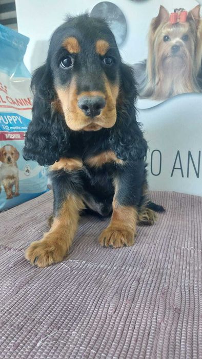 Cachorro Cocker Spaniel Inglês com LOP