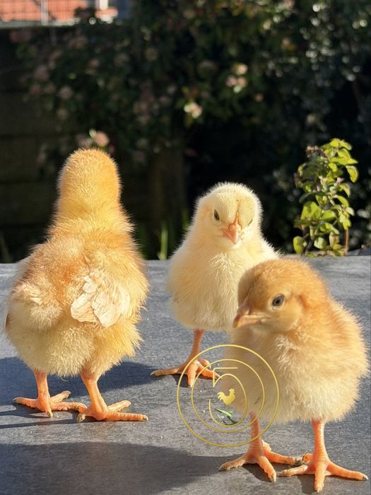 Pintos Bovans Brown – A Rainha das Poedeiras (Exclusivo Zona Norte).