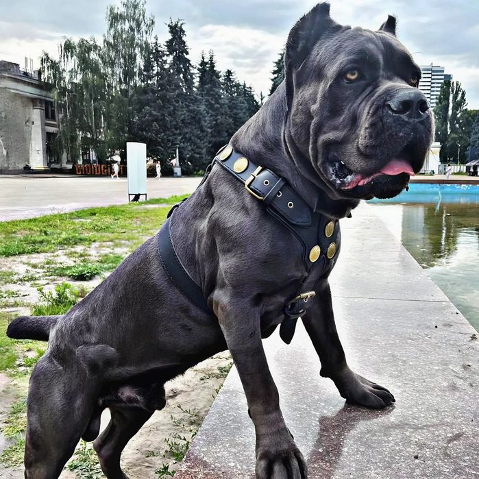 Кане-корсо вязка