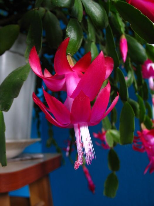 Рождественник декабрист шлюмбергера зигокактус вазон