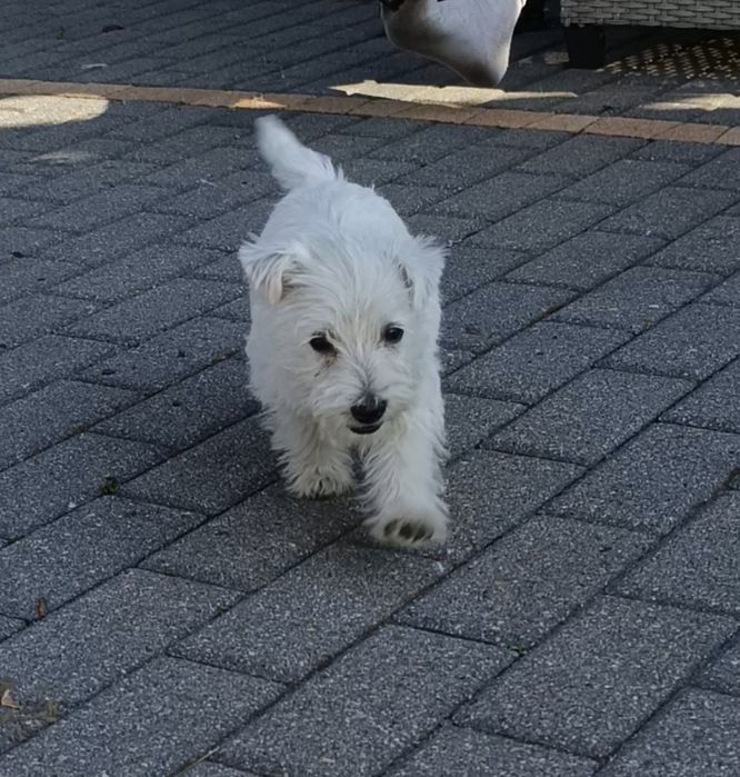Suczka West highland white terrier PASZPORT