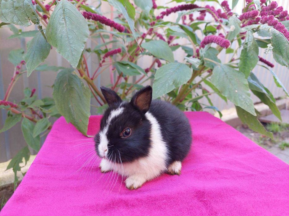 Нідерландські міні кролики