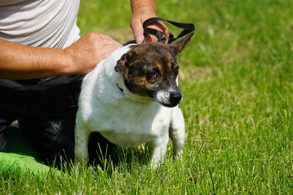Wampirek - mały skrzywdzony psiak szuka domu