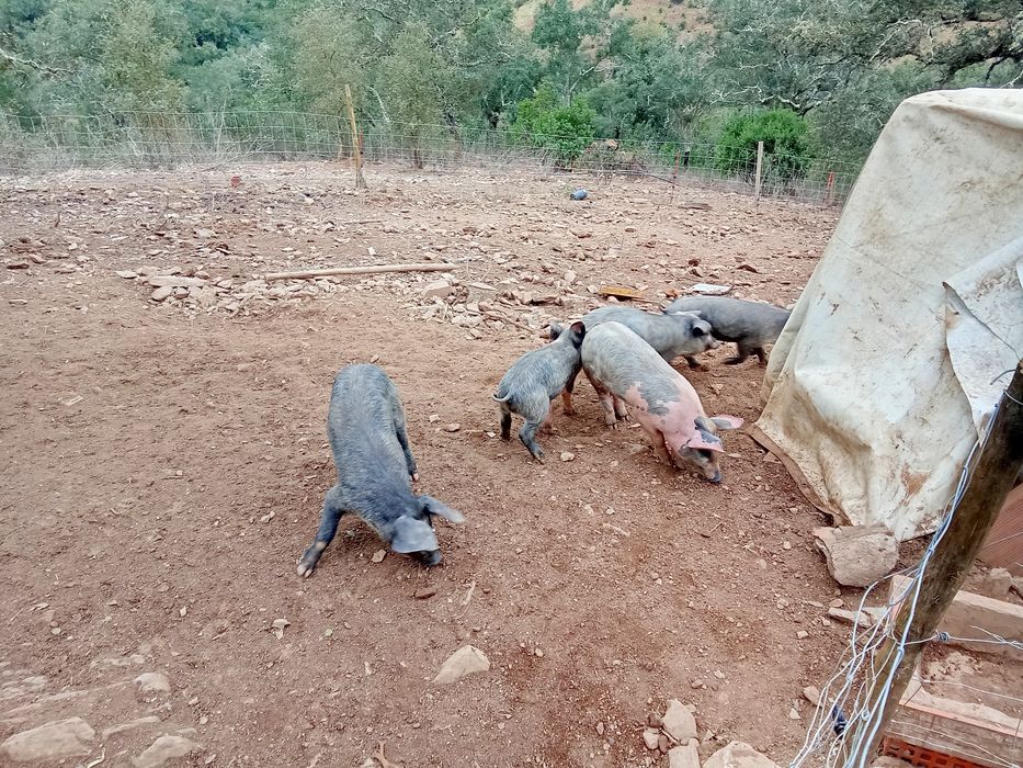 Leitões e porcos