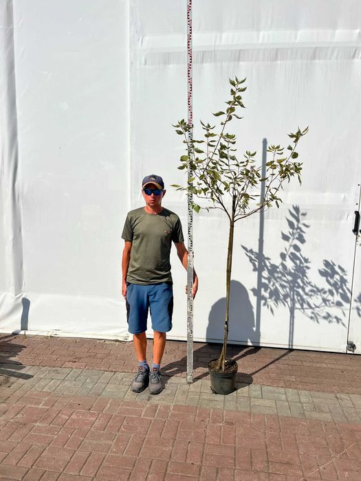 Dereń biały Elegantissima - Cornus, biało obrzeżone liście, szczepiony