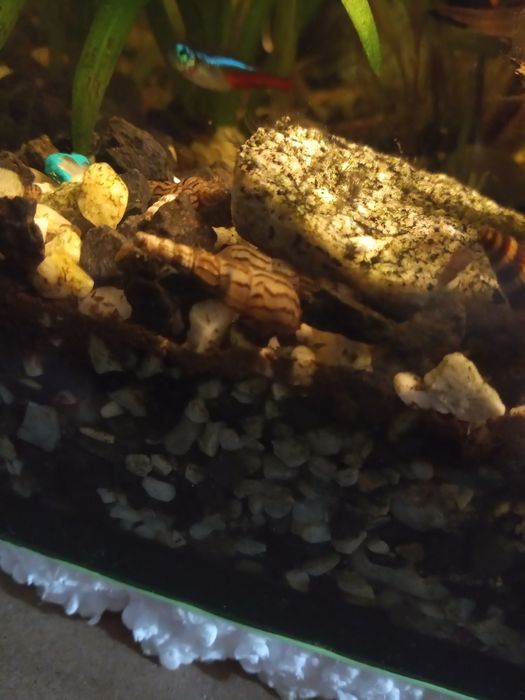 Sprzedam ślimaki świderki