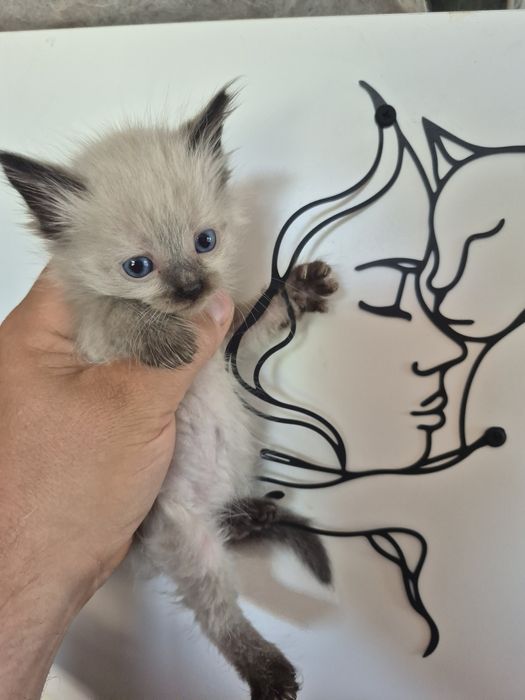 po Championach rodowód FPL FIFE Neva Masquerade kot Syberyjski