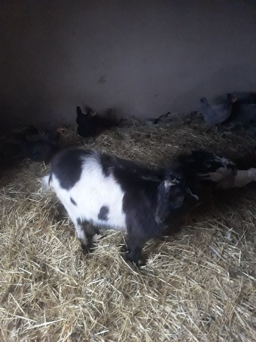 Пролам козла без ріг