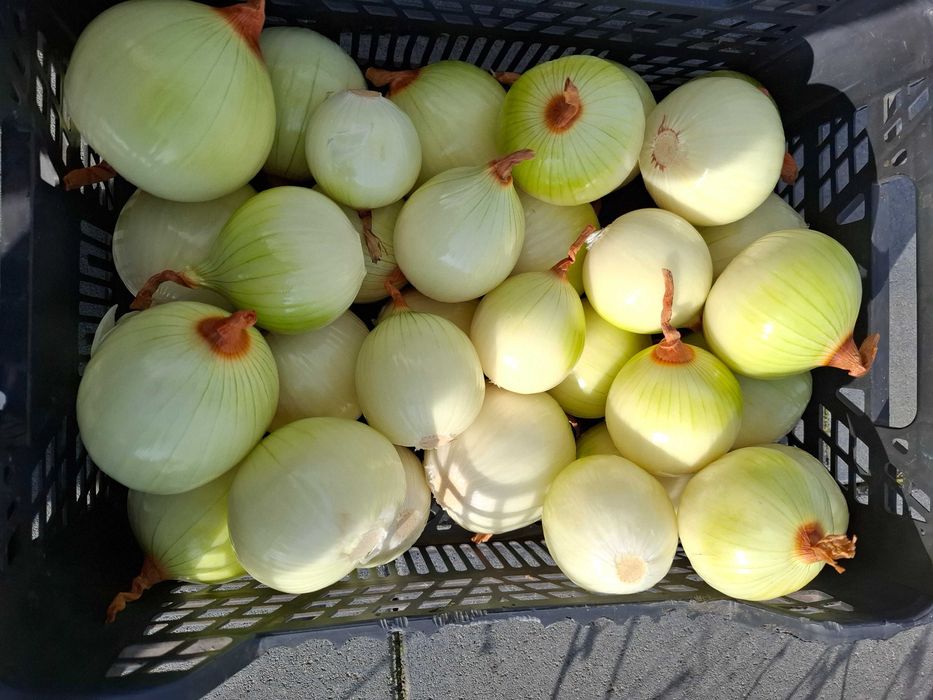Cebula biala obrana