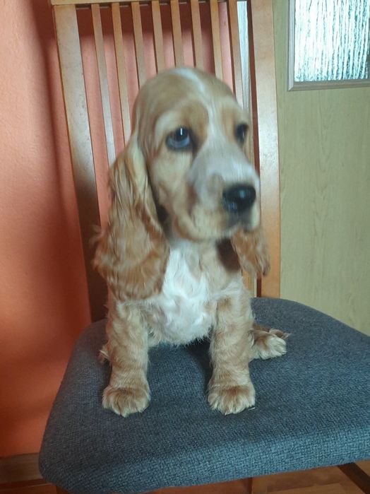 Cocker Spaniel Angielski sunia z legalnej hodowli
