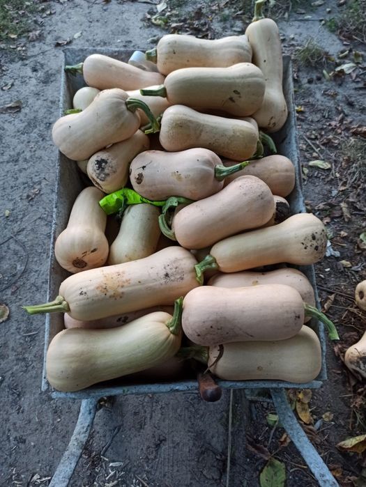 Dynia Piżmowa ekologivzna natura 2000