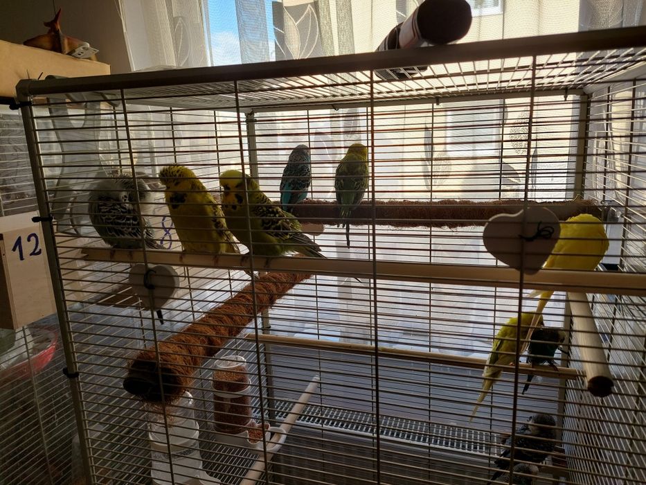 Papuga falista  młode do oswojenia