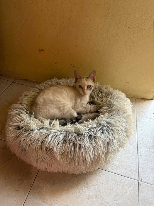 Shiva - Para Adopção Responsável