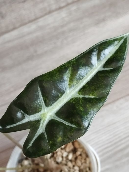 Alokazja Bambino Aurea