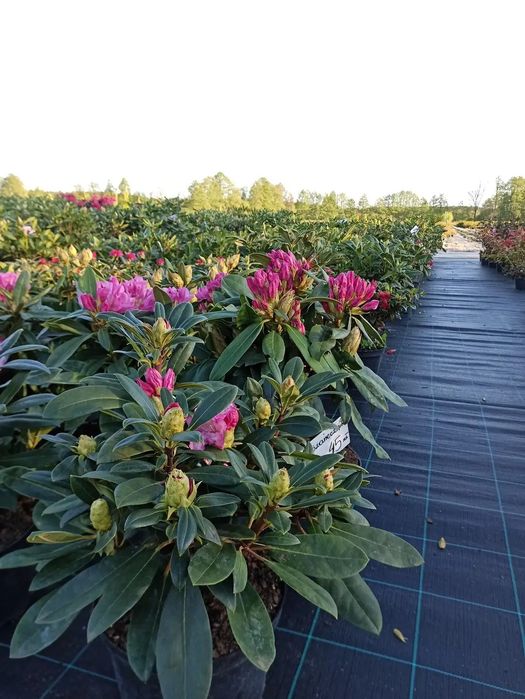 Różaneczniki, azalie japońskie