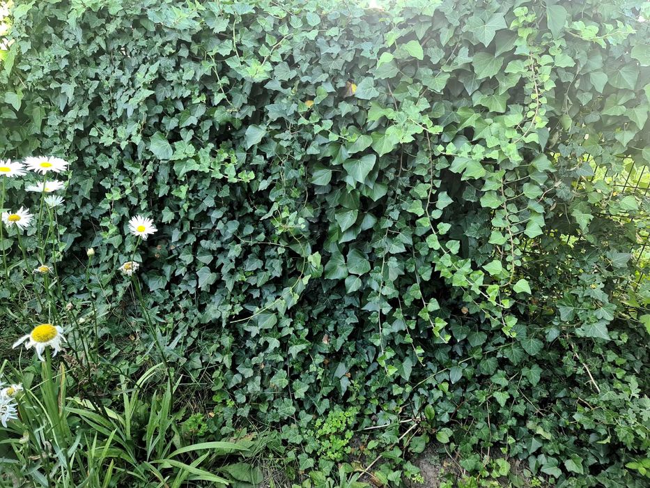 Плющ декоративний вічнозелений