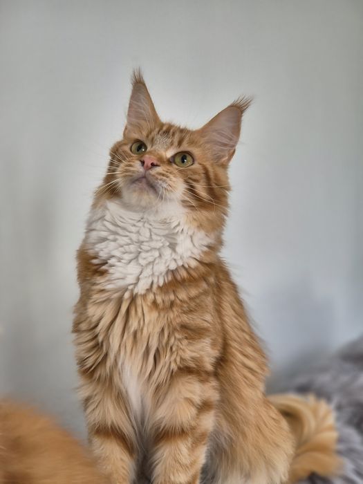 Kotka Maine coon Candy z 2024r. Po sterylizacji