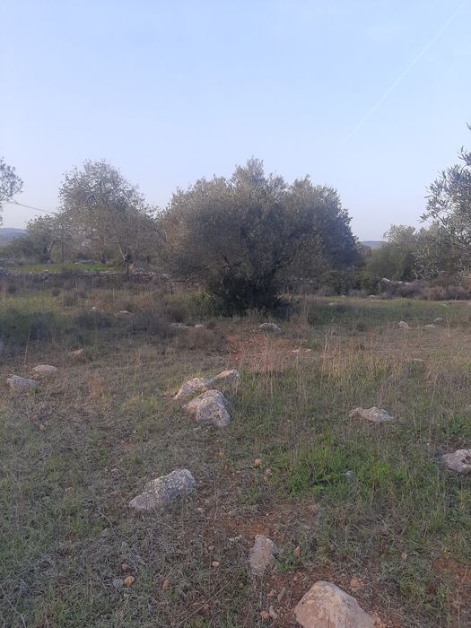 Oliveiras para venda