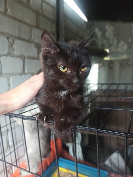 Дівчинка 4 місяці