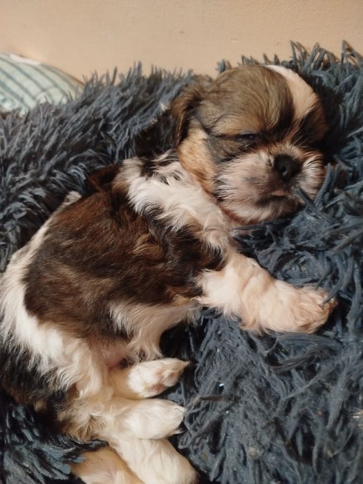 3 szczenięta Shih-tzu . Dwóch chłopców i jedna dziewczynka.