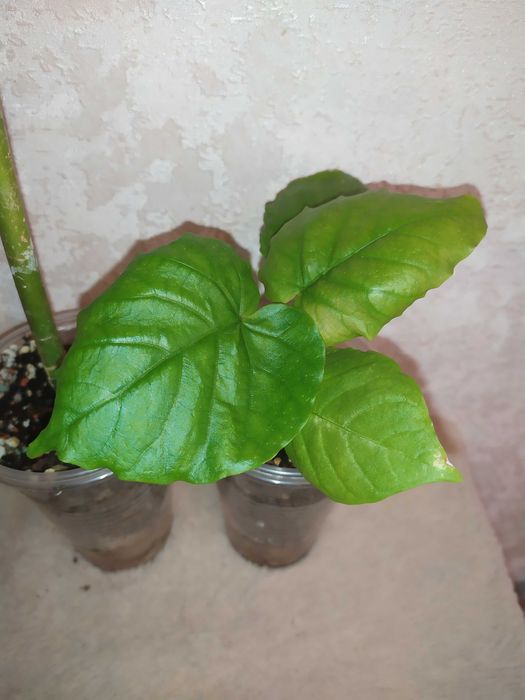 Фікус зонтичний (Ficus umbellata)