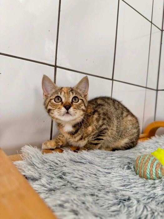 Kotka BRATKA adopcja schronisko młoda kot
