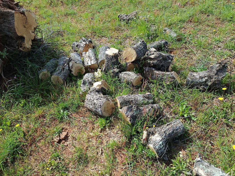 Lenha de Oliveira e Repas (Sapatas) de Oliveira – Grandes Quantidades | Alentejo