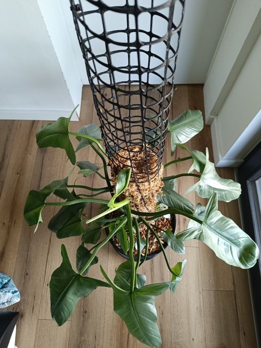 Filodendron hastatum silver Queen, kilka sadzonek