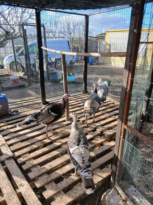 Perus Jovens ,um macho e duas fêmeas.