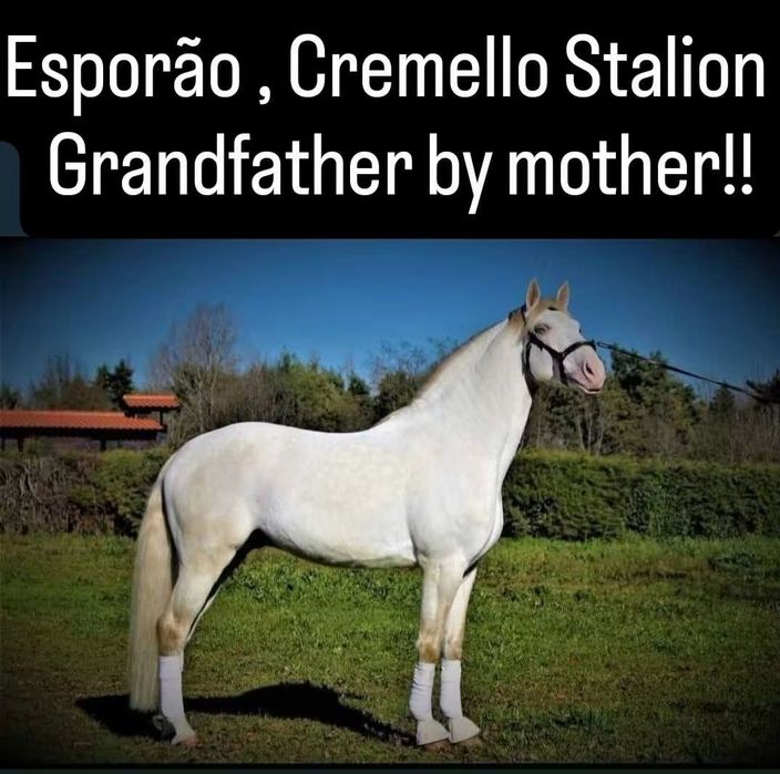 Poldro PSL Lusitano Isabel