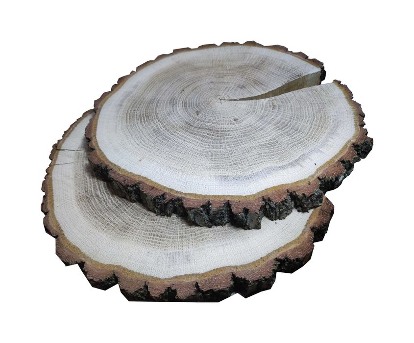 4x Plaster krążek drewna szlifowany suchy DĄB 20-23cm na stół weselny
