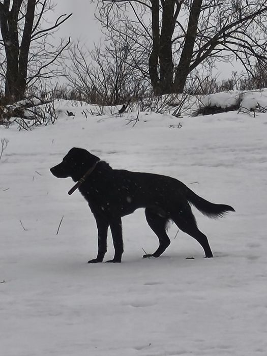 Fakir, młody, cudowny szuka domu