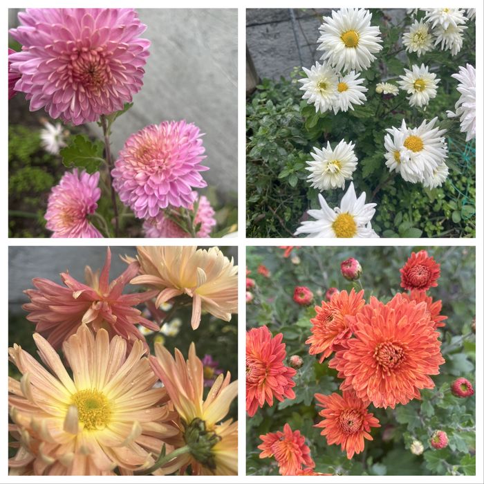 Хризантеми мультифлори та корейки