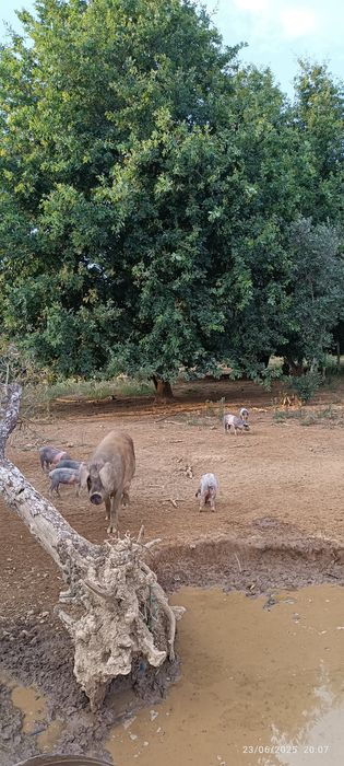 Porcos e Leitões Bisaro