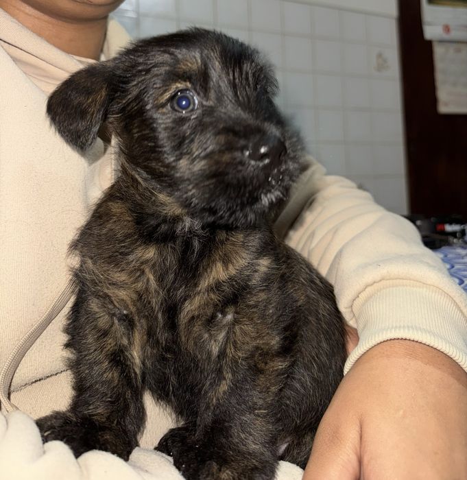 Cão bebé para adoção Santa Comba Dão