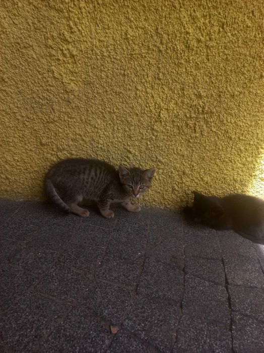 odam dwie małe koti w dobre rece