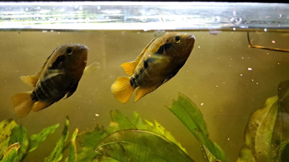 Pielęgnice miodowe - dorosłe