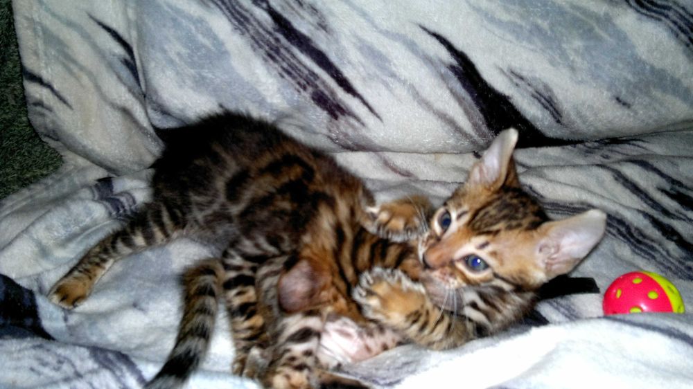 Бенгальські кошенятка в яскравих шубках