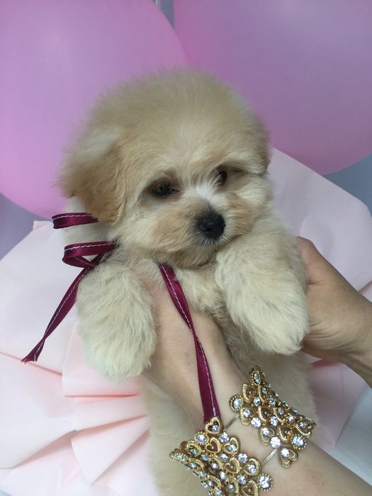 Помапу — мила мрія в кожному русі