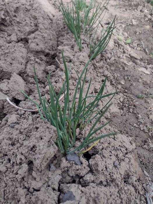 Цибуля шніт розсада