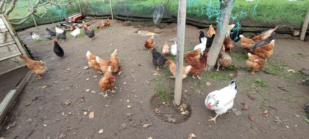 Ovos caseiros-biologicos