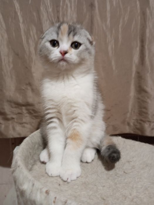 Продам шотландскую кошечку.