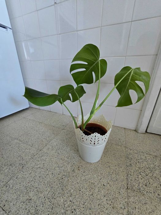 Planta natural Monstera