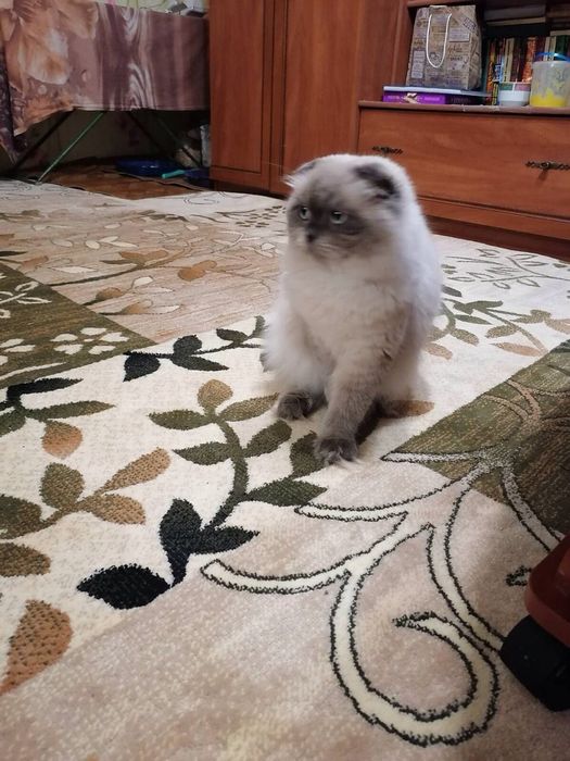 Вислоухий кот вязка